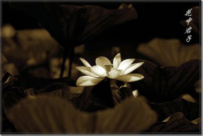 花中君子分別指的是什么花