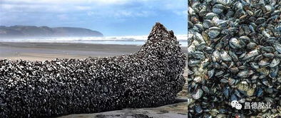 海中藤壺是什么東西