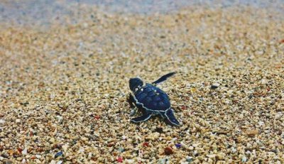 海龜身上的藤壺是什么東西