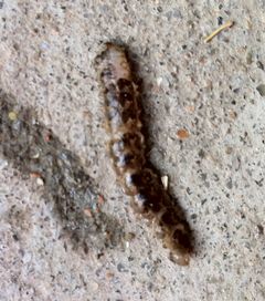 藤壺是什么東西好惡心