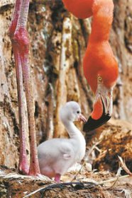 火烈鳥怎么哺育幼鳥