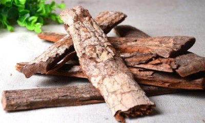 卡賓達樹皮的功效與作用