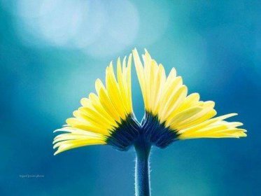 正式曝出:藍天白云飄紅旗打一生肖是什么動物,是什么生肖