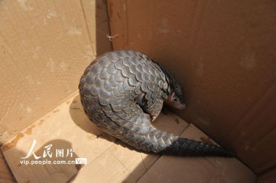 領養穿山甲放生陳冠希是什么意思