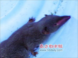 捉到老鼠后放生好還是打死好