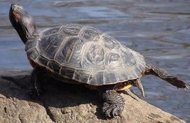 撿到烏龜放生了對風水好不好