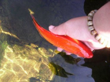 放生的魚在水里跳是什么現象