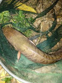 黑魚放生后可不可以再去吃它