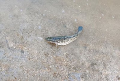 為何和尚都放生黑魚啊