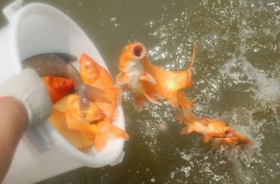 放生放什么魚對運氣更好