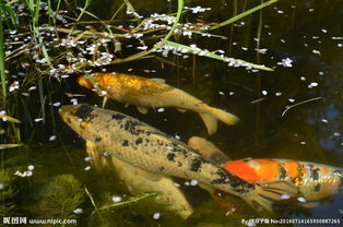 放生的魚以后就不能吃這種魚