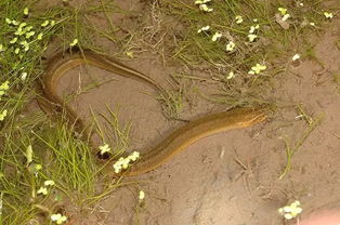 放生黃鱔代表什么