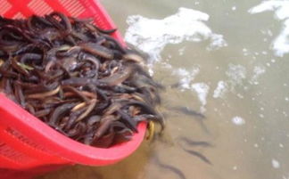 放生泥鰍的十大好處