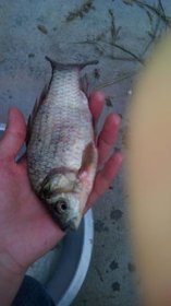 放生魚后還能吃魚嗎