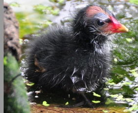 女人夢見撿到鳥蛋并孵出小鳥