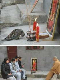 什么動物去拜佛打一肖