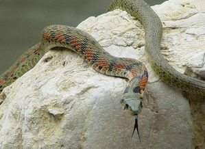 身上有仙家的人夢見蛇