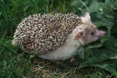 夢(mèng)到刺猬和仙家有關(guān)嗎