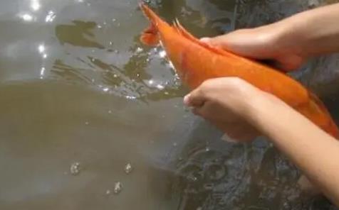 深海魚放生為什么要扎個洞