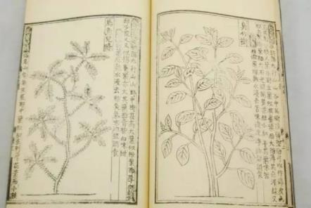 救荒本草是哪個朝代的,明朝朱橚為救饑荒百姓寫的書