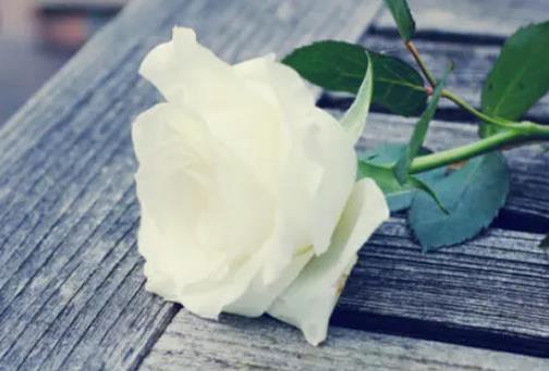 白玫瑰不能隨便送人，不能送給已故人（忌諱）