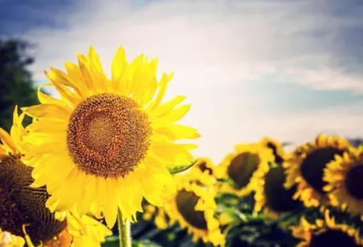 陽光心態(tài)正能量的句子，助你逢山開路（度過難關(guān)）