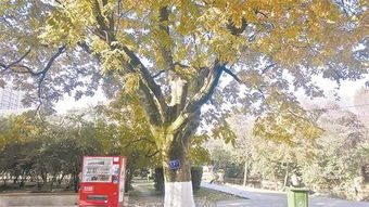 佛心果是什么樹的果實(shí)，是無患子樹的果實(shí)（價(jià)格較貴）