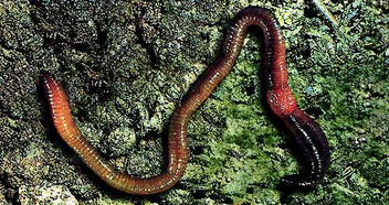 雌雄同體的動物有哪些，無脊椎動物中的蚯蚓和蝸牛