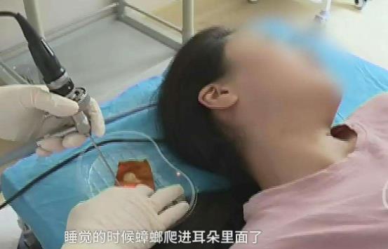 蟑螂會靠近熟睡的人嗎，可能會爬到床上鉆到人的耳朵里