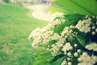 石楠花為什么叫最污花,主要是味道讓人難為情