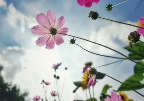 一路生花表達什么意思,美好的愿望(鼓勵所有追夢人)