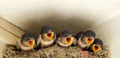 燕子在家里搭窩預示著什么意思，祥瑞之兆