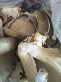 蘑菇長白毛了還能吃嗎，為什么是真菌