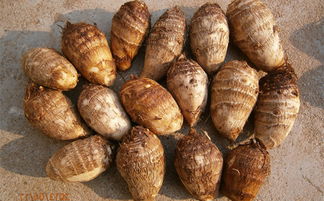 芋頭發芽了還能不能吃，為什么會麻嘴呢