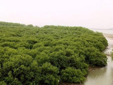 紅樹林在中國分布的最北地帶是，為什么是濕地生態系統