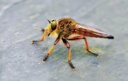 馬蠅在中國有嗎，云南熱帶雨林適合馬蠅生長