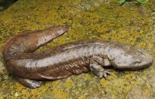 娃娃魚冬天會冬眠嗎,冬眠期停止進食長達6個月