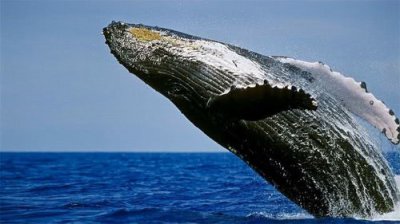 鯨魚尸體為什么會爆炸,身體中的一些氣體導致