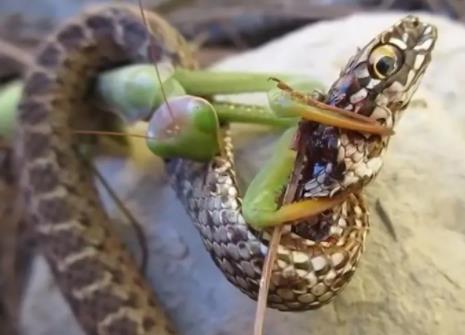 蛇為什么怕螳螂,前腿和嘴都是螳螂的利器