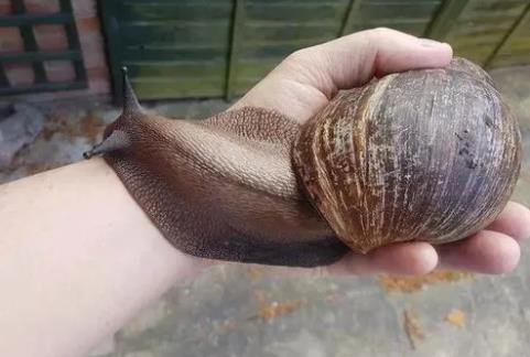 吸血蝸牛長什么樣,為什么下雨天出來.怕鹽