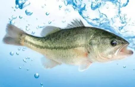 鱸魚是淡水魚還是海魚,不同品種鱸魚生活水域有差別