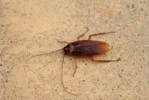 蟑螂是怎么出現在家里的,通過孔洞和縫隙爬進家里的