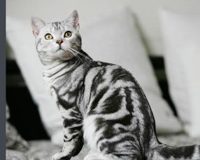 虎斑貓多少錢一只，通常在2500-5000元之間