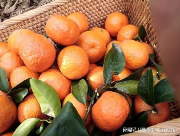 沙糖桔吃多了皮膚會變黃嗎,富含胡蘿卜素.有可能影響膚色