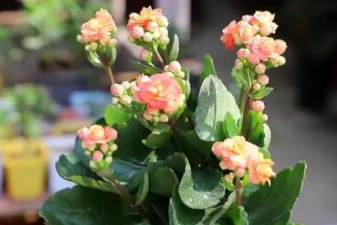 長壽花為什么致癌,這種說法缺乏任何合理的依據