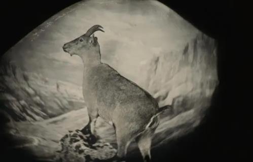 復活成功的滅絕動物，復活比利牛斯野山羊已成為現實