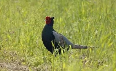 山雞是幾級保護動物，二級.嚴禁獵殺和非法經營
