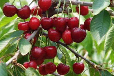 車厘子樹苗適合哪里種，適合于山坡有陽光的地方