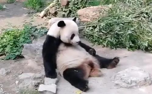 一天排便40次的動物是什么,大熊貓每15-20分鐘排一次糞便