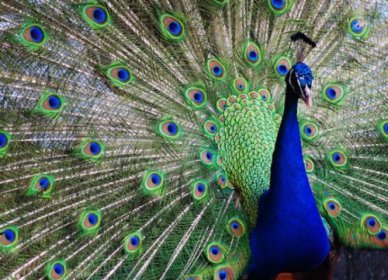 開屏的孔雀是公的還是母的，公孔雀競(jìng)相開屏爭(zhēng)奪雌孔雀